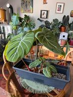 Philodendron Glorisum, Huis en Inrichting, Kamerplanten, Ophalen