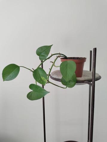 Epipremnum / Drakenklimop / Pothos - Kamerplant beschikbaar voor biedingen