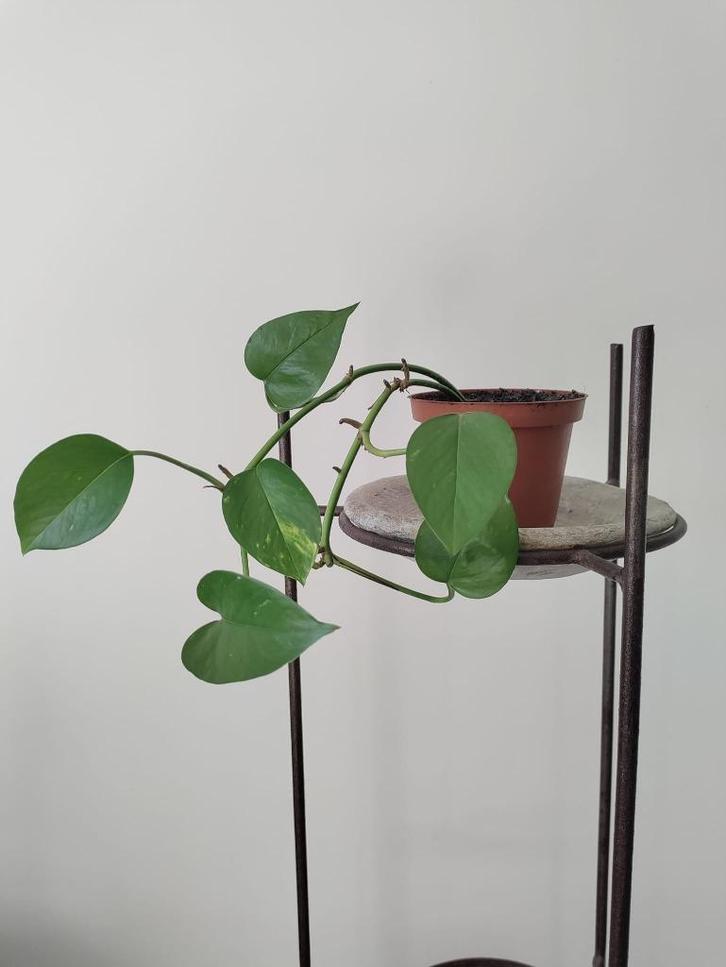 Epipremnum / Drakenklimop / Pothos - Kamerplant, Huis en Inrichting, Kamerplanten, Overige soorten, Minder dan 100 cm, Groene kamerplant