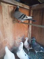 Gespikkelde duiven, Dieren en Toebehoren