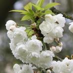 CERISIERS ORNAMENTAUX PRUNUS COLT, masse des fleurs blanches, Jardin & Terrasse, Printemps, Autres espèces, Enlèvement ou Envoi