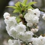 CERISIERS ORNAMENTAUX PRUNUS COLT, masse des fleurs blanches, Jardin & Terrasse, Printemps, Autres espèces, Enlèvement ou Envoi
