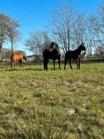 Verzorghulp gezocht, Dieren en Toebehoren, Paarden