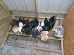 Verscheidene hanen, australorp, Jersey giant en faverolles, Dieren en Toebehoren, Pluimvee, Mannelijk, Kip