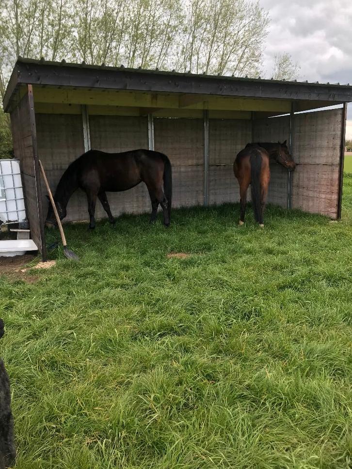 paardenpension Puurs, Dieren en Toebehoren, Stalling en Weidegang, Weidegang
