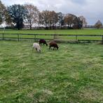 begrazing met schapen, gras laten maaien door schapen, Pâturage