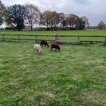 begrazing met schapen, gras laten maaien door schapen