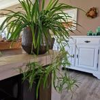 graslelie,, Huis en Inrichting, Kamerplanten, Ophalen of Verzenden