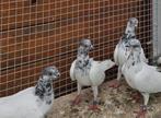 Boedapest Hoogvliegers Sportduiven Origineel, Dieren en Toebehoren, Vogels | Duiven, Overige soorten