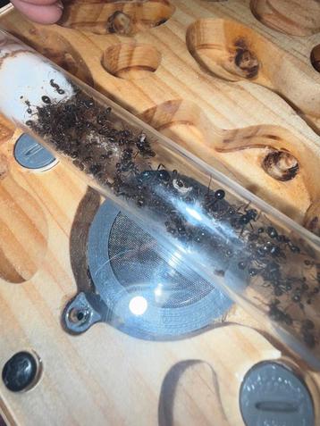 Colonie de fourmis Messor ibericus 2q, Fourmis