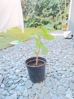 Plante Hibiscus 5€, Ophalen