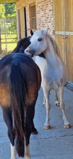 Welsh pony, Merrie, A pony (tot 1.17m), Recreatiepony, Gechipt