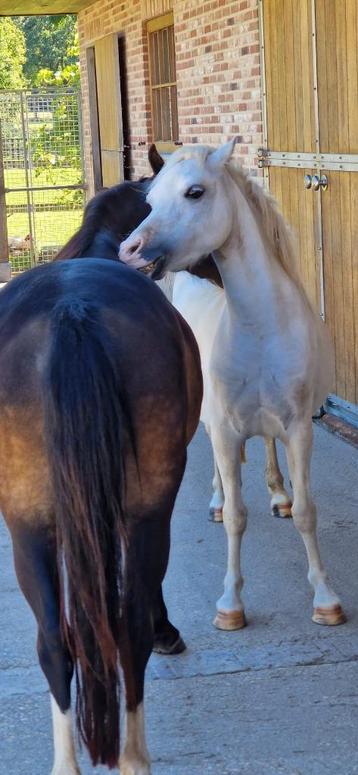 Welsh pony, Vermifugé, Poney de récréation, Poney A (jusqu'à 1.17 m), Jument
