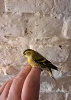 Un màl tarain 2025 bagué à vendre, Animaux & Accessoires