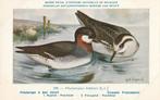 GRAUWE  FRANJEPOOT, Collections, Cartes postales | Animaux, Envoi, Non affranchie, Oiseaux