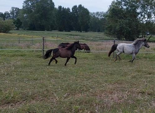 Mini jaarling, hengst, amha, bmp., Dieren en Toebehoren, Pony's
