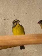 Ruilen, Dieren en Toebehoren, Vogels | Overige Vogels, Mannelijk, Tropenvogel