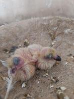 Jonge duiven, Dieren en Toebehoren, Pluimvee