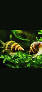 Escargot Helena ( mangeurs d'escargots), Animaux & Accessoires, Poissons | Poissons d'aquarium