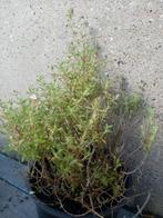 Thymus citriodorus P12, Enlèvement, Herbes, Plante fixe
