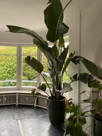 Strelitzia Nicolai - 2m70, Maison & Meubles, Plantes d'intérieur, 200 cm ou plus