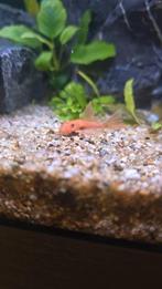 Ancistrus longfin reds locatie maastricht, Dieren en Toebehoren