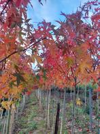 liquidambar whorplesthorn (amberboom), Tuin en Terras, Planten | Bomen, Lente, Volle zon, 250 tot 400 cm, Leiboom
