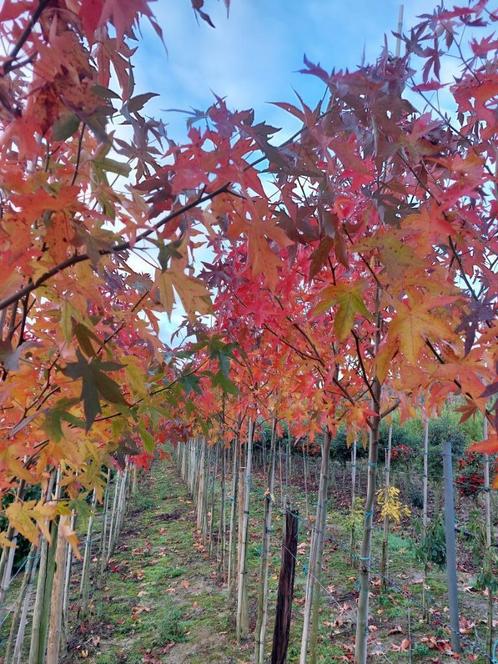 liquidambar whorplesthorn (amberboom), Tuin en Terras, Planten | Bomen, Leiboom, 250 tot 400 cm, Volle zon, Lente, Ophalen