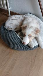 Berger australien aime jouer, Particulier, Belgique, 8 à 15 semaines, Un chien
