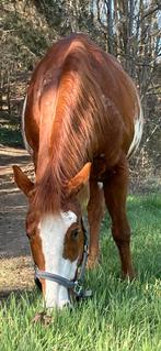 Weide gezocht omg drieslinter