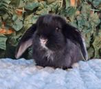 Franse hangoor ram ingeënt, Dieren en Toebehoren, Groot