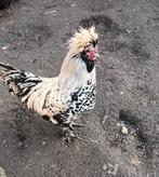 Pavlov hanen, Dieren en Toebehoren, Pluimvee, Mannelijk, Kip