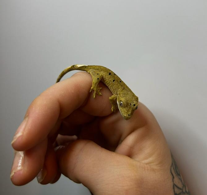Wimpergekko baby, Dieren en Toebehoren, Reptielen en Amfibieën, Hagedis, 0 tot 2 jaar