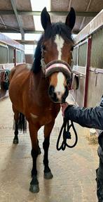 pony, Dieren en Toebehoren, Pony's, Merrie, Met stamboom, Springpony, Zadelmak