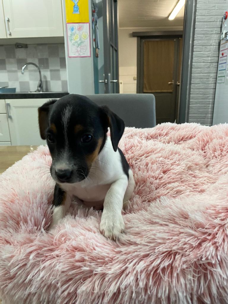 Jack Russel pups uit geteste ouders, België, Fokker | Hobbymatig, Jack Russell Terriër, 8 tot 15 weken