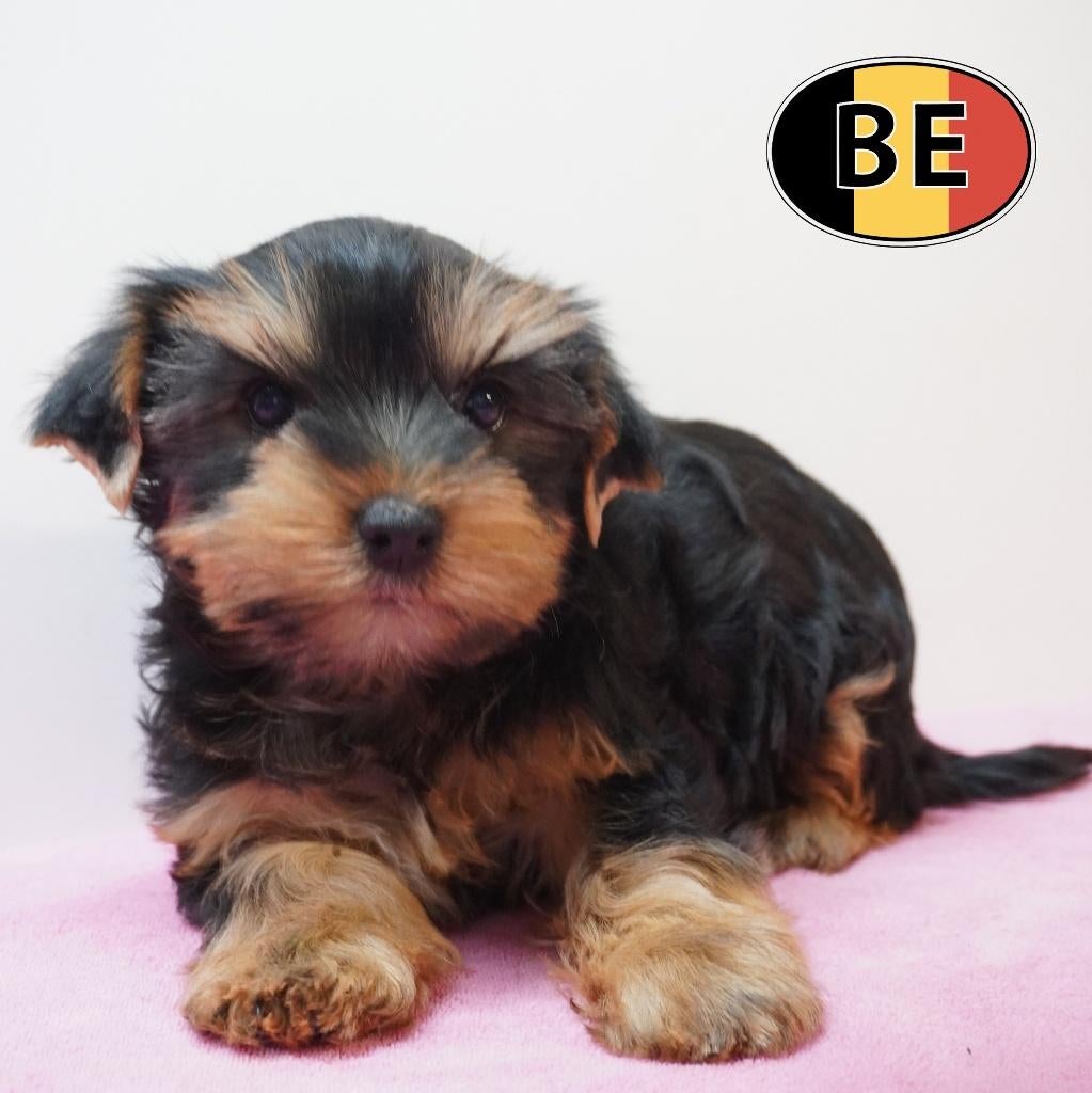 Yorkshire Terrier – chiots pleins de charme à vendre, Animaux & Accessoires, Chiens | Jack Russell & Terriers, Plusieurs animaux