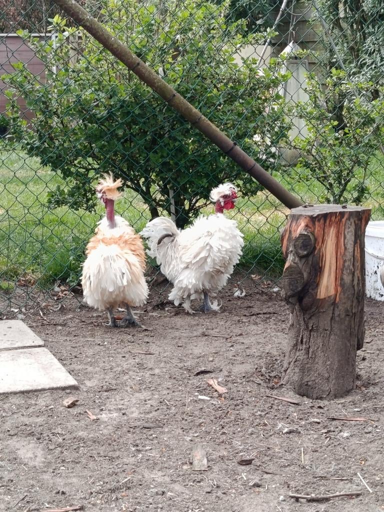 Paire de poulets d'ornement, Animaux & Accessoires, Volatiles