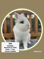 Gevaccineerde Voedster ter adoptie, À poils courts