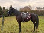 draver, Dieren en Toebehoren, Paarden, Met stamboom, Ruin, 7 tot 10 jaar, Westernpaard