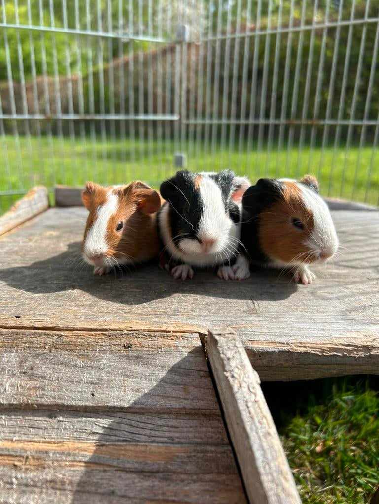 3 jonge cavia zeugjes, Domestique, Avril, Cobaye, Femelle