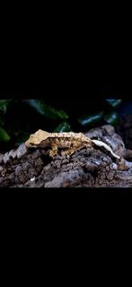 Wimpergekko gecko a crete