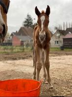 Zadelmak maken van paarden, Dieren en Toebehoren, Ophalen
