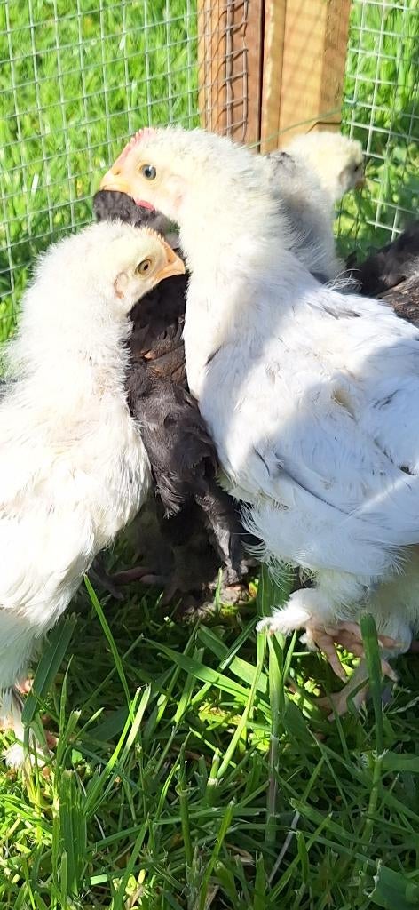Marans koperhals zwart blauw wit, Dieren en Toebehoren