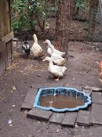 Peking eenden en rouan eend, Dieren en Toebehoren, Eend