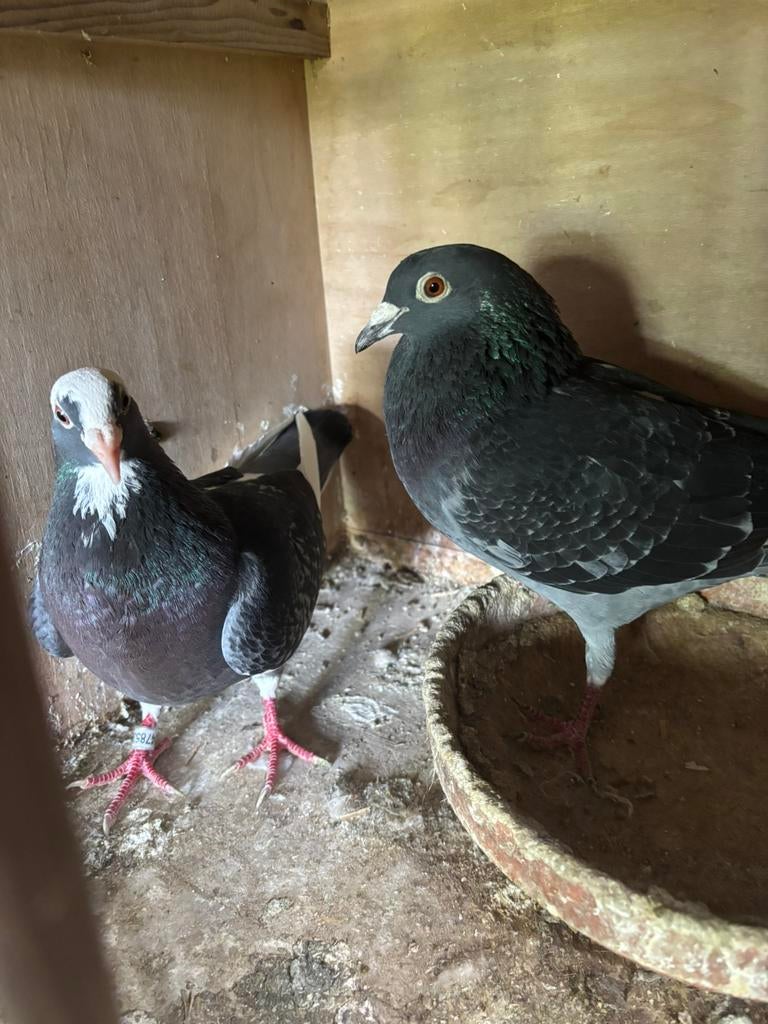 Koppel jonge kleurpostduiven te reserveren, Dieren en Toebehoren