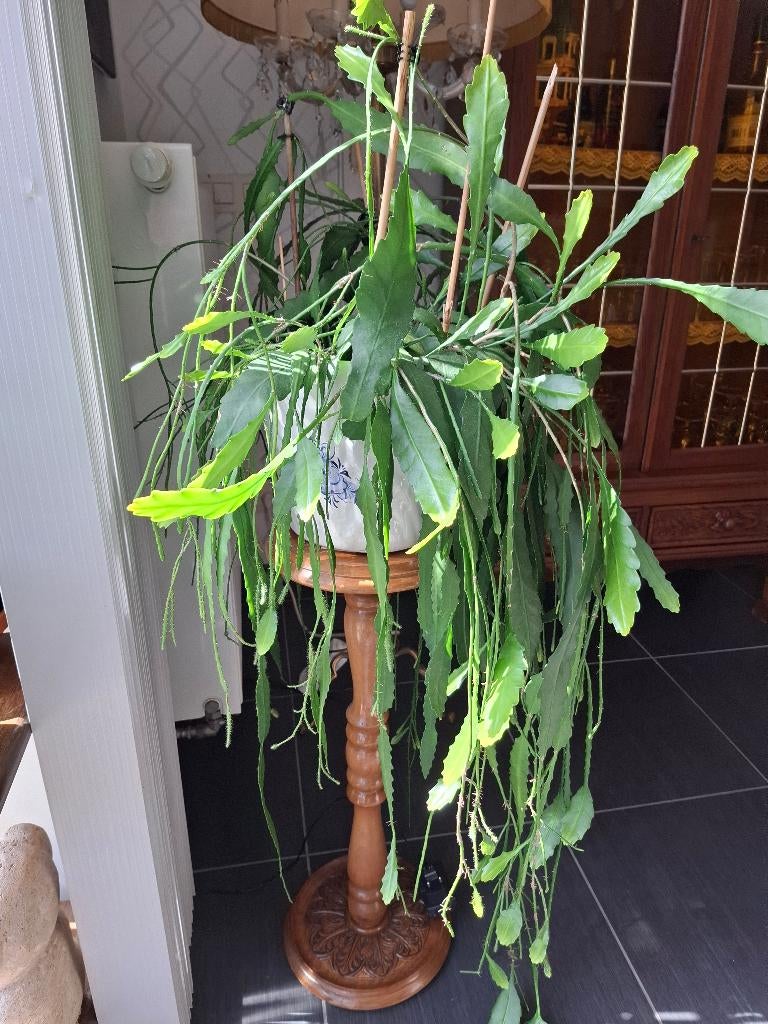 planten kaktus 1m50 lang, Jardin & Terrasse, Enlèvement, Plante fixe, Mi-ombre