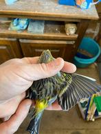 Kruisingen sijs x kanaie, Dieren en Toebehoren, Mannelijk, Wildzangvogel, Geringd