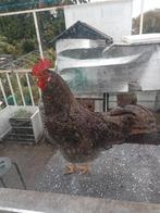 A échanger poules et coques 2026, Animaux & Accessoires, Autres accessoires pour animaux, Enlèvement