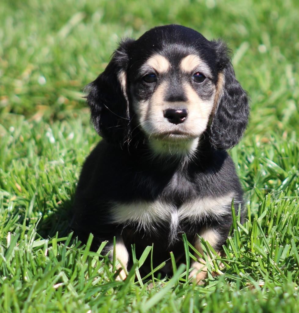 Teckel pup Black & Cream, Dieren en Toebehoren, Honden | Teckels en Dashonden, Reu, Langhaar, Dwerg, Fokker | Professioneel, Eén hond