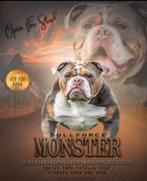 Old English Bulldog dekreu, Animaux & Accessoires, Chiens | Bouledogues, Pinschers & Molossoïdes, Chien (mâle), Hépatite contagieuse (maladie de Rubarth)